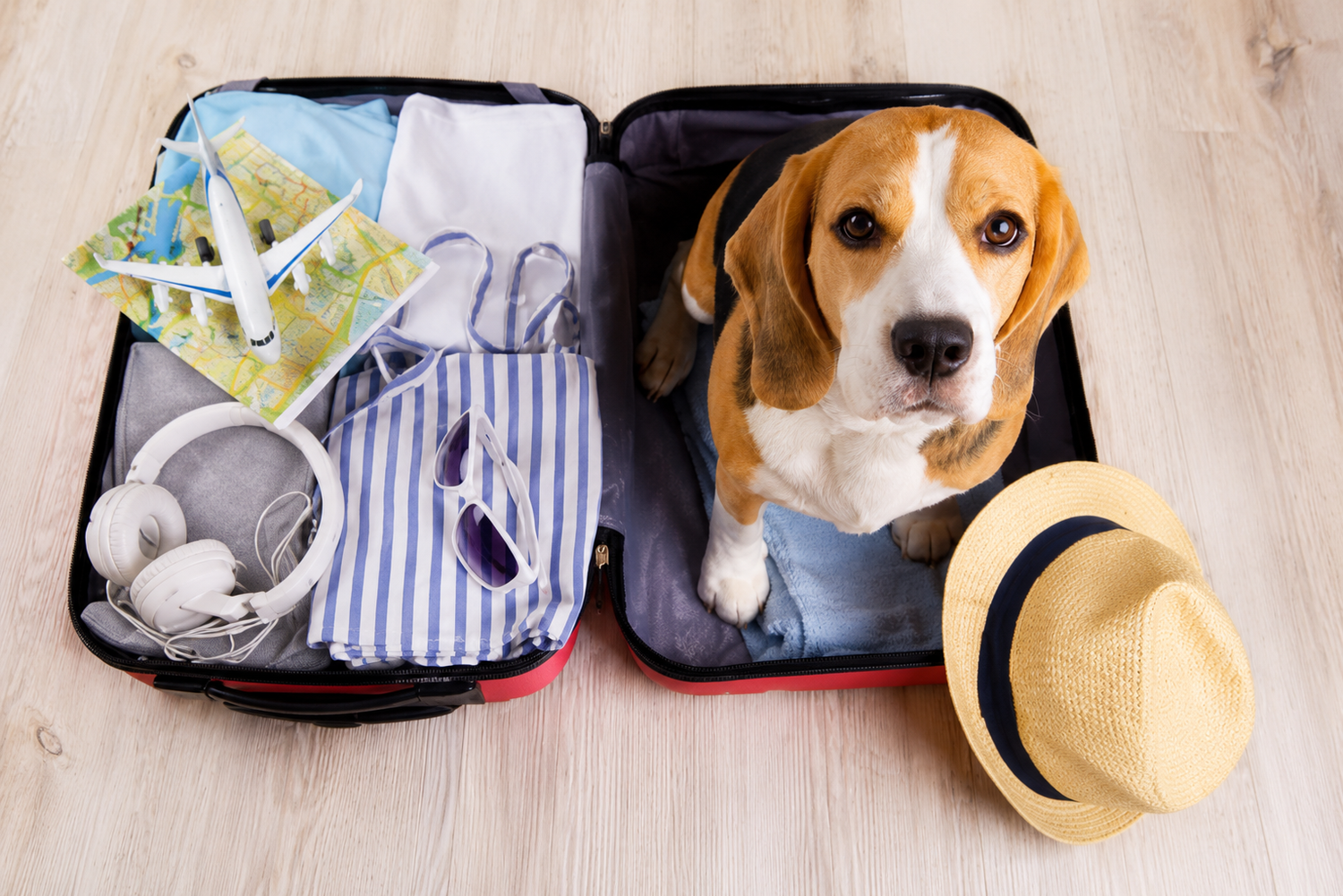 🚶 Travel Essentials